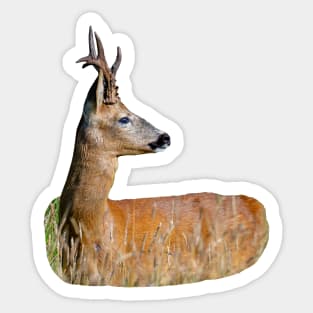 Roe buck Sticker